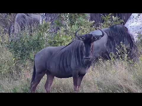 Djuma: Wildebeest herd - 17:07 - 05/15/21