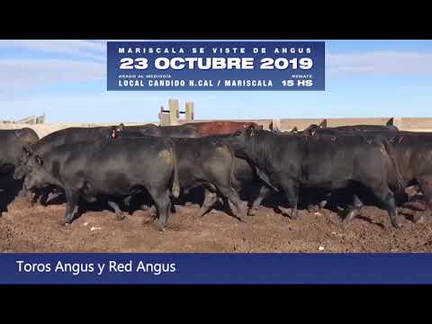 MARISCALA SE VISTE DE ANGUS!  2019 - Toros