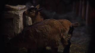 The First Noel &amp; What Child is This karaoke