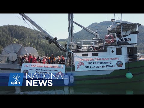 Hereditary chiefs rally against potential fish farm renewals | APTN News