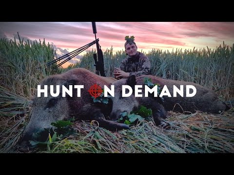 Die Sauen sind wieder im Weizen 🌾🐗 – Weizenschweine 9.0@hunterbrothersofficialHunt on Demand Trailer
