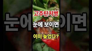 고추 탄저병 걸리지 않으려면 무조건 이것 해라  #고추농사 #고추재배 #고추탄저병