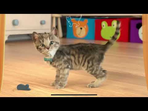 Cute Kitten Little Cat Adventure - Play Fun Pet Care - Preschool Educational Games #cats #cat #kitty