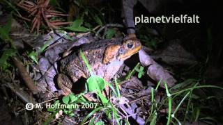 preview picture of video 'Agakröte Bufo marinus bei Wau, Papua-Neuguinea, Cane Toad'
