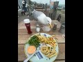 Seagull Snags Fries For Snack ViralHog