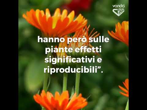 Stato a infezione con helminths Lintokhis da parassiti come bere