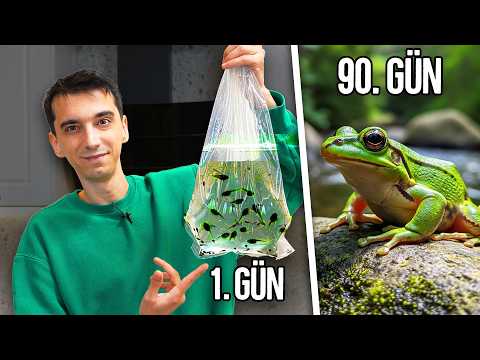 Kurbağa Akvaryumu Kurdum! (90 Günlük Gelişim)