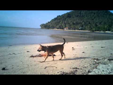 YouTube video about: Can dogs have hearts of palm?