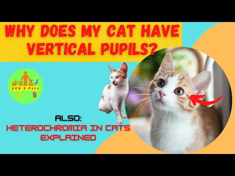 Why does my Cat have vertical pupils? | Why do some cats have different colored eyes?| Heterochromia
