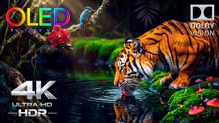 Download lagu Your OLED Was Never Ready For This ⚠️ | 4K HDR 240FPS Dolby Vision 4K Video Ultra HD Test mp3