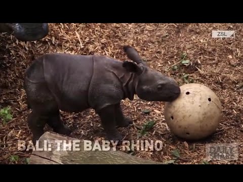 Celebrate #WorldRhinoDay with a baby rhino!