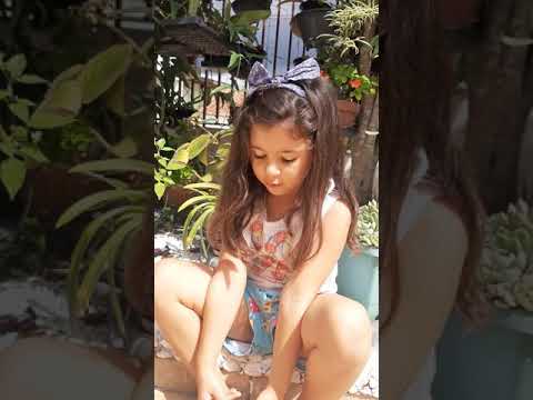 O Vento video