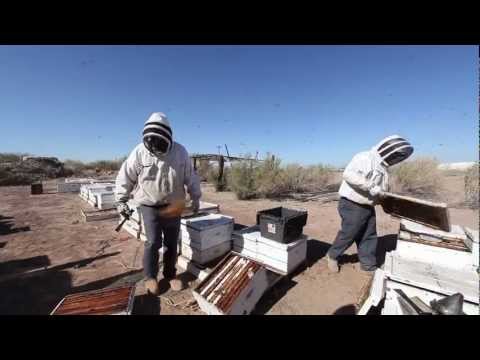 Bee Society: A Global Touring Sound Installation