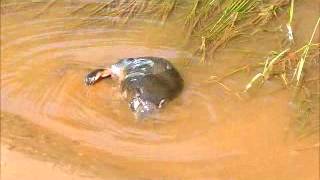 preview picture of video 'platypus baby's  bath'