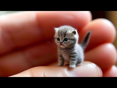 Cute cats video compilation|Top cute kitten's|Cat lover's #catlover  |Приятные звуки для кошек 🐱