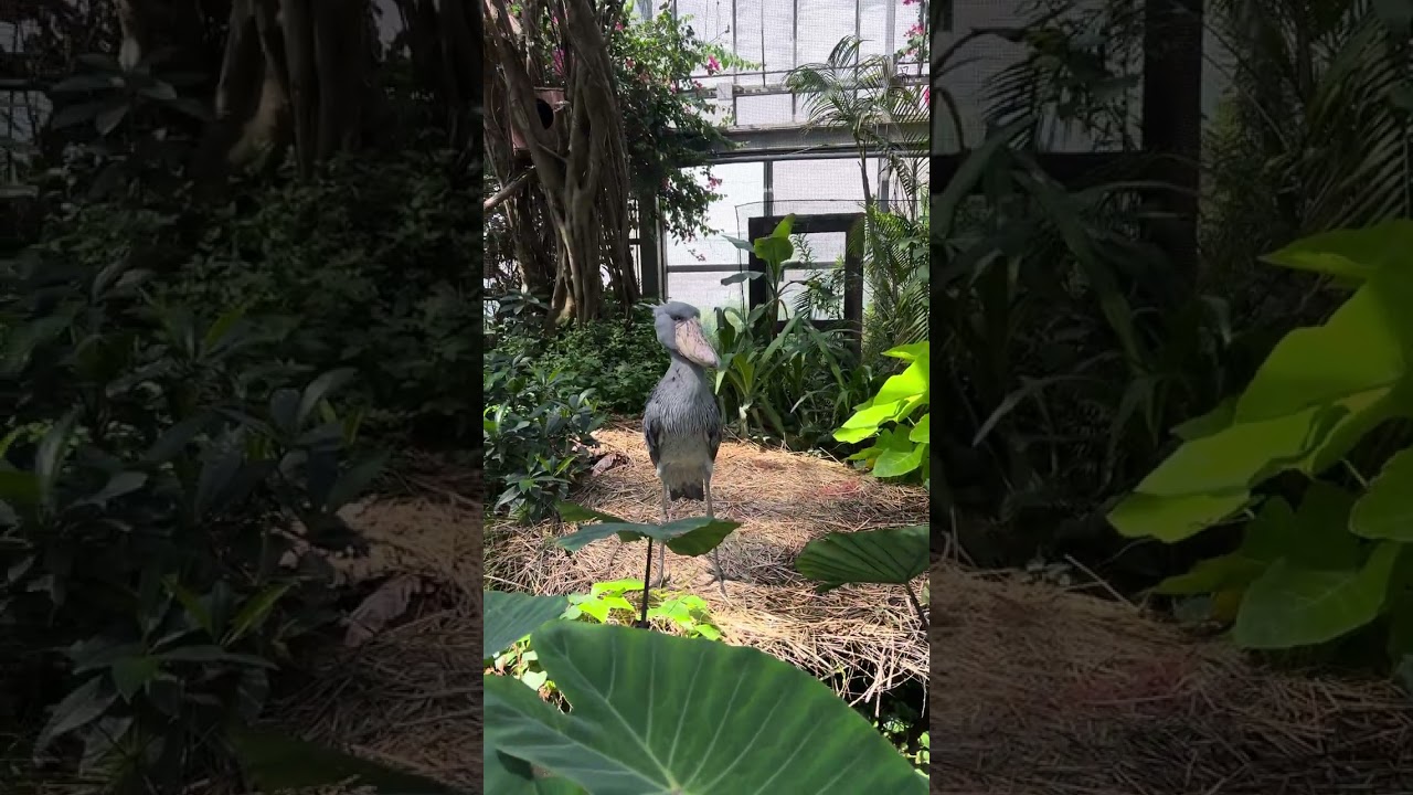 YouTube Short thumbnail