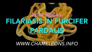 Extraction of Filaria worms from the subcutaneous region of an adult Furcifer pardalis female