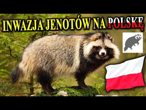 Inwazja Jenotów Na Polskę - JENOT - Pies Inwazyjny