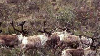 Clarence The Caribou (Wayne Rostad)