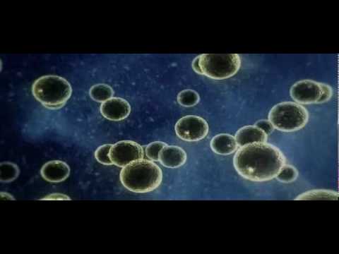 3.Animal Armageddon Teil1.mp4