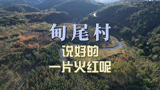 被媒体骗过来看的风景，说好的一片火红呢？