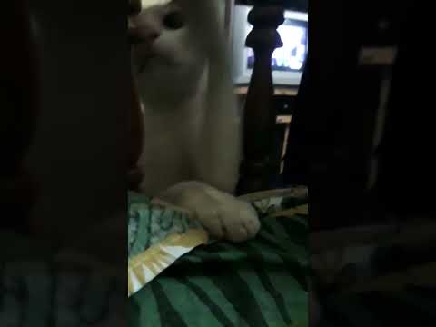 Cute Cat😍😹| Playing | Firdous Life | #shorts #cat #pets #cute #funny #kitten #catvideos
