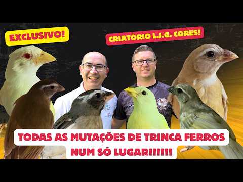 Trinca Ferros (Brazilian songbirds) like you've never seen before!! The most sumptuous breeding f...