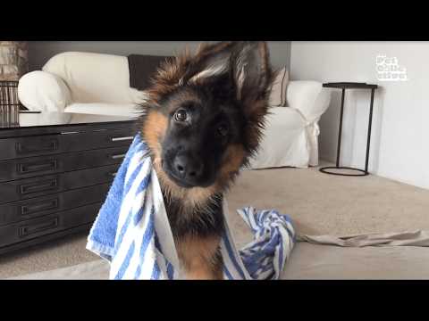 FUNNIEST Viral Dogs EVER!!