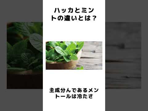 ミントとかペパーミントとか?小さな違い 植物