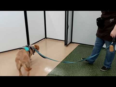 Attention Game + Eye Contact with Auggie