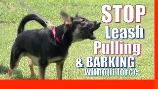 How to Train your Dog to Stop Pulling on Leash Without Force and Without Treats (Zeus the GSD)