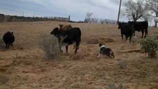preview picture of video 'cutter moving cattle'