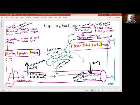 Biology 2020 Chapter 20 The Cardiovascular System:  Capillary Exchange (Video 15)