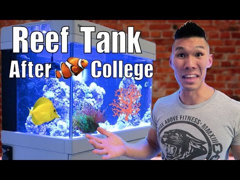VlogAfterCollege's Red Sea Max Reef Tank! Q&A w/ CoralFish12g