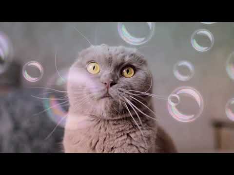 cat  and  babai you butiful cat .