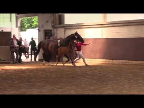 SIR SVEN For Sale Hengstfohlen von SIR HEINRICH x FLORESCO NRW