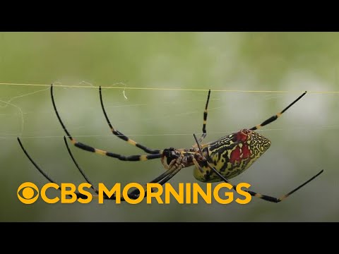 Venomous flying spiders to spread along East Coast, scientists say