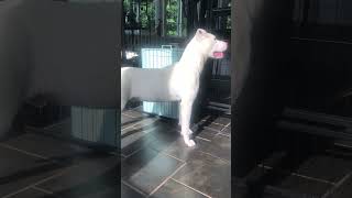 Video preview image #1 American Staffordshire Terrier-Unknown Mix Puppy For Sale in Arlington, VA, USA