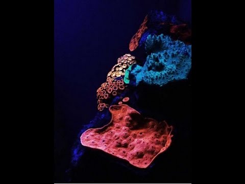 色鮮やかなサンゴを発見