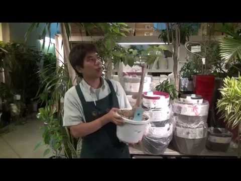 奇跡の花、ミラビリス 植物