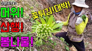 봄에 딱 한번 머위 꽃 튀김! 봄나물 머위효능 성분 장아찌 뿌리 무침 기다리던 머위 산남자 약초 산행 자연 …