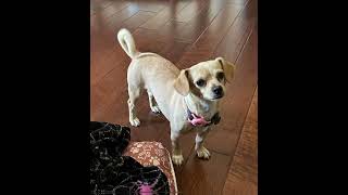 Video preview image #1 Chihuahua Puppy For Sale in Menifee, CA, USA