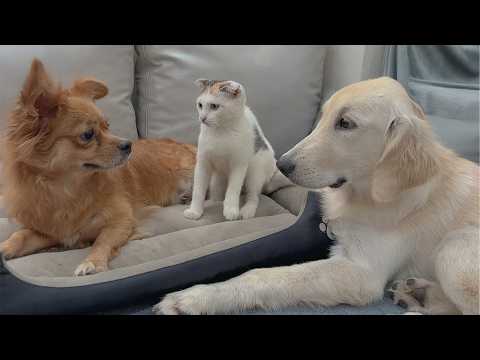 YouTube 썸네일