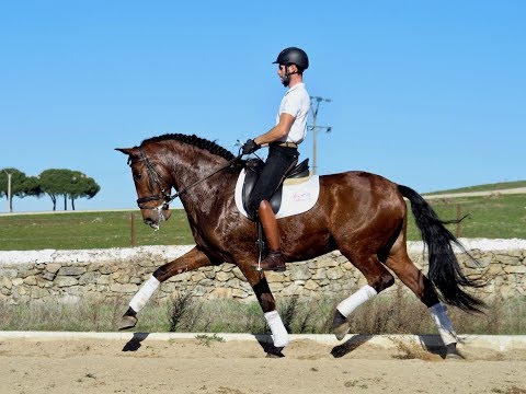 PRE HOSRE FOR SALE -  GP PROSPECT - Lanzado