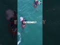 Orcas vs Sharks: The Duo That Killed 17 Sharks in Two Hours!