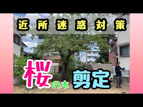桜の木の剪定:こうやって行われます トピックス
