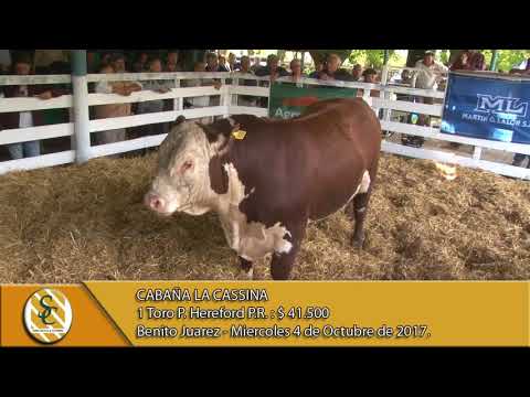 04-10-17 Venta de Toros P. Hereford P.R. - Cabaña La Cassina - Benito Juarez.