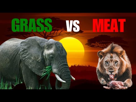 WHY GRASS BEATS MEAT EVERY TIME( Herbivores vs Carnivores) SIZE BATTLE