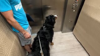 Bernese Mountain Dog Rides Elevator For The First Time/ Baby Eats Table