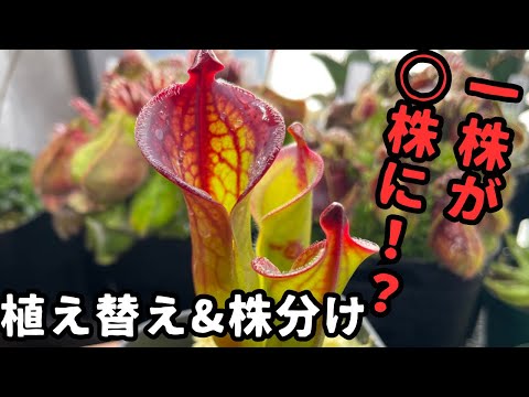 ヘリアンフォラについて詳しく解説